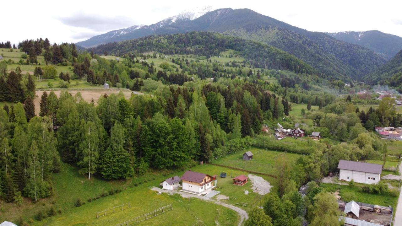 Pensiunea Floare De Colt Moisei Exterior foto