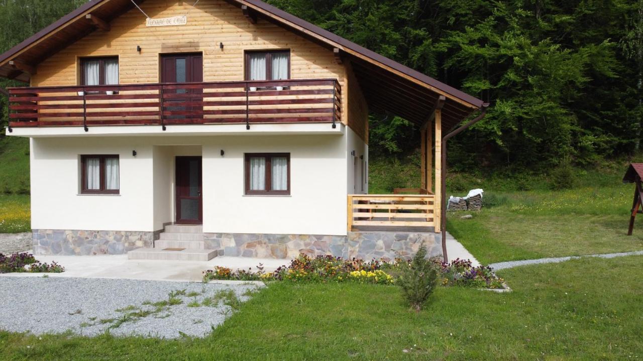 Pensiunea Floare De Colt Moisei Exterior foto
